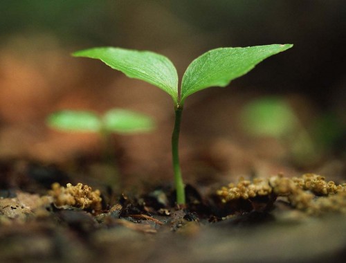 エミチンの発芽